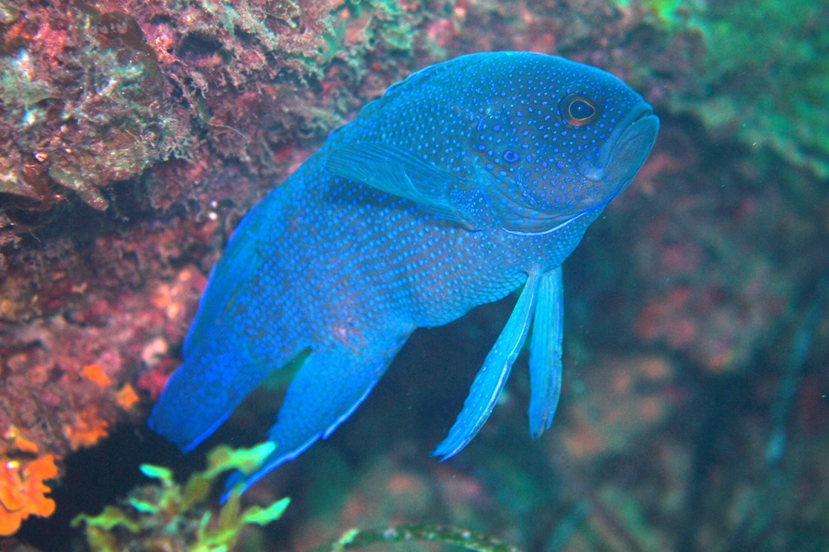 Paraplesiops meleagris - Southern Blue Devil