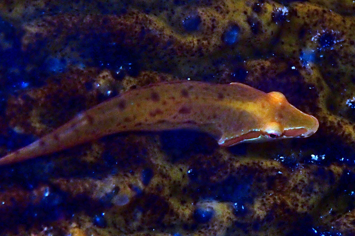 Parvicrepis sp. 1 - Longsnout Clingfish