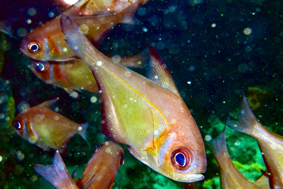 Pempheris klunzingeri - Rough Bullseye