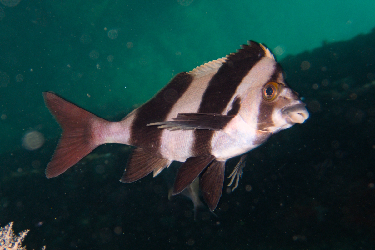 Pseudogoniistius nigripes - Magpie Perch