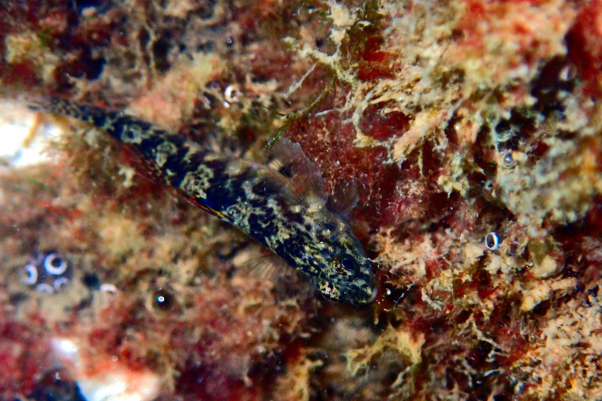 Redigobius macrostoma - Largemouth Goby