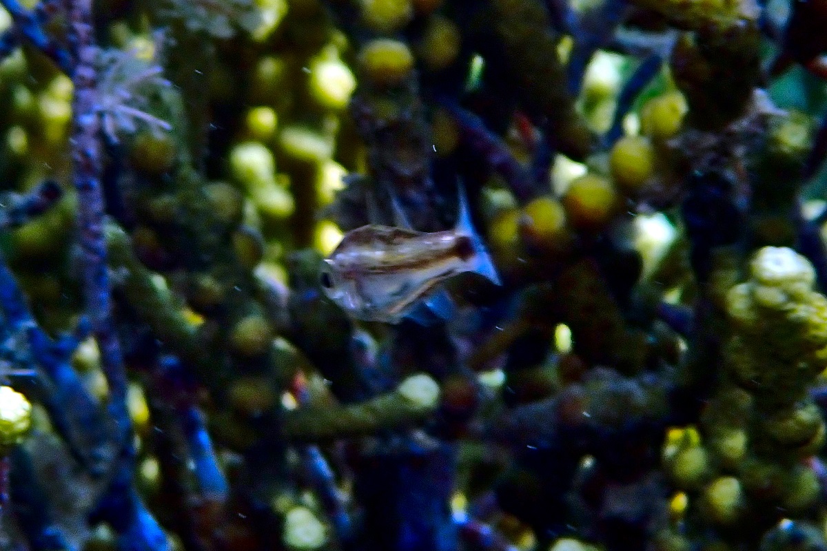 Siphamia cephalotes - Wood's Siphonfish