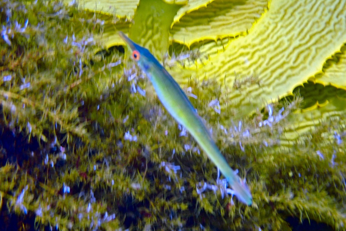 Siphonognathus beddomei - Pencil Weed Whiting