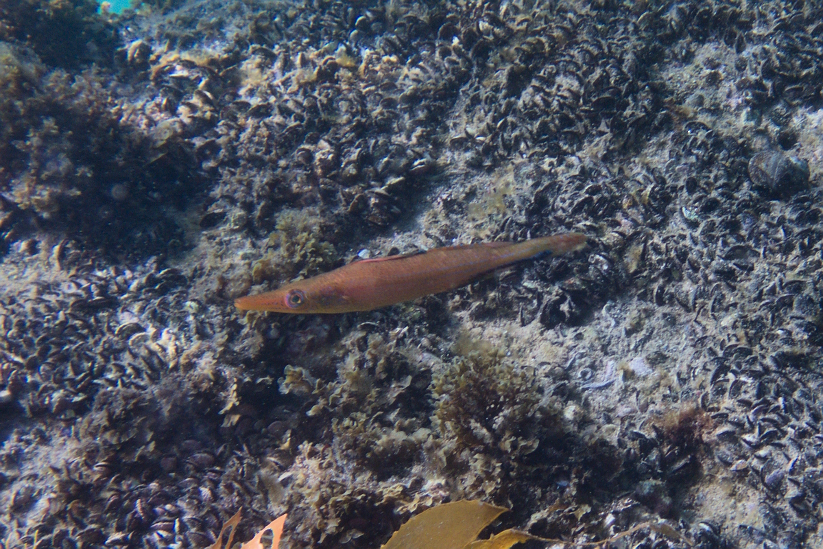 Siphonognathus caninis - Sharpnose Weed Whiting