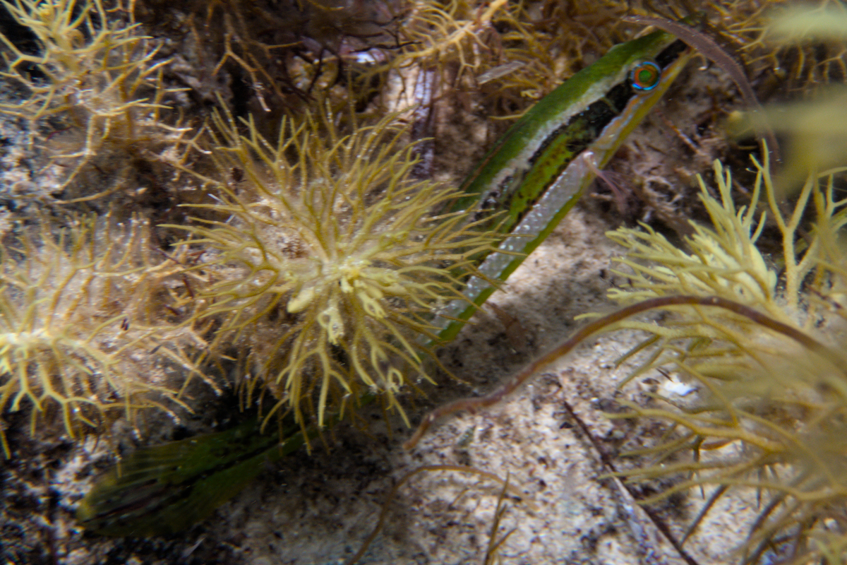 Siphonognathus radiatus - Longray Weed Whiting