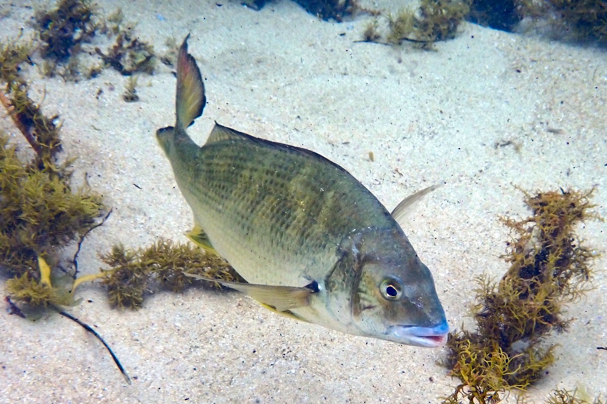 Bream and Snapper (Family Sparidae)