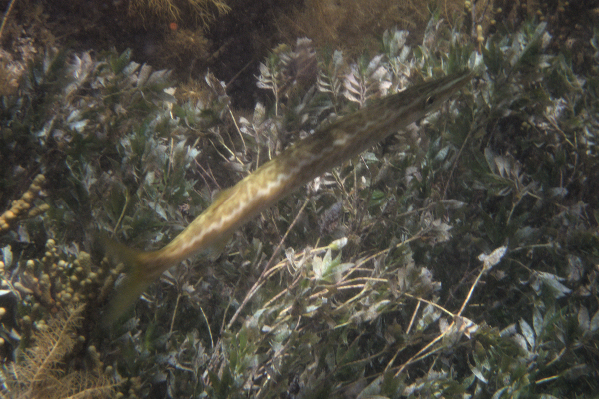 Sphyraena novaehollandiae - Snook (Family Sphyraenidae)