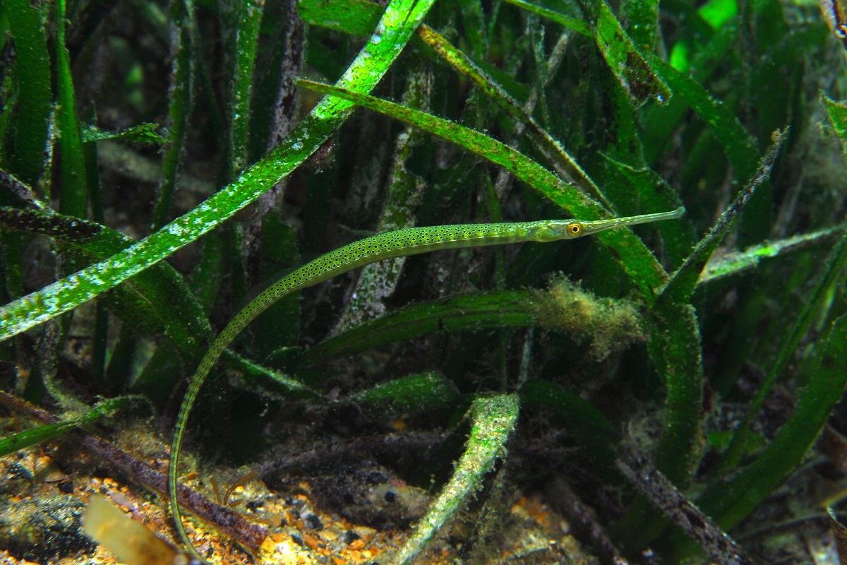 Stigmatopora argus - Spotted Pipefish