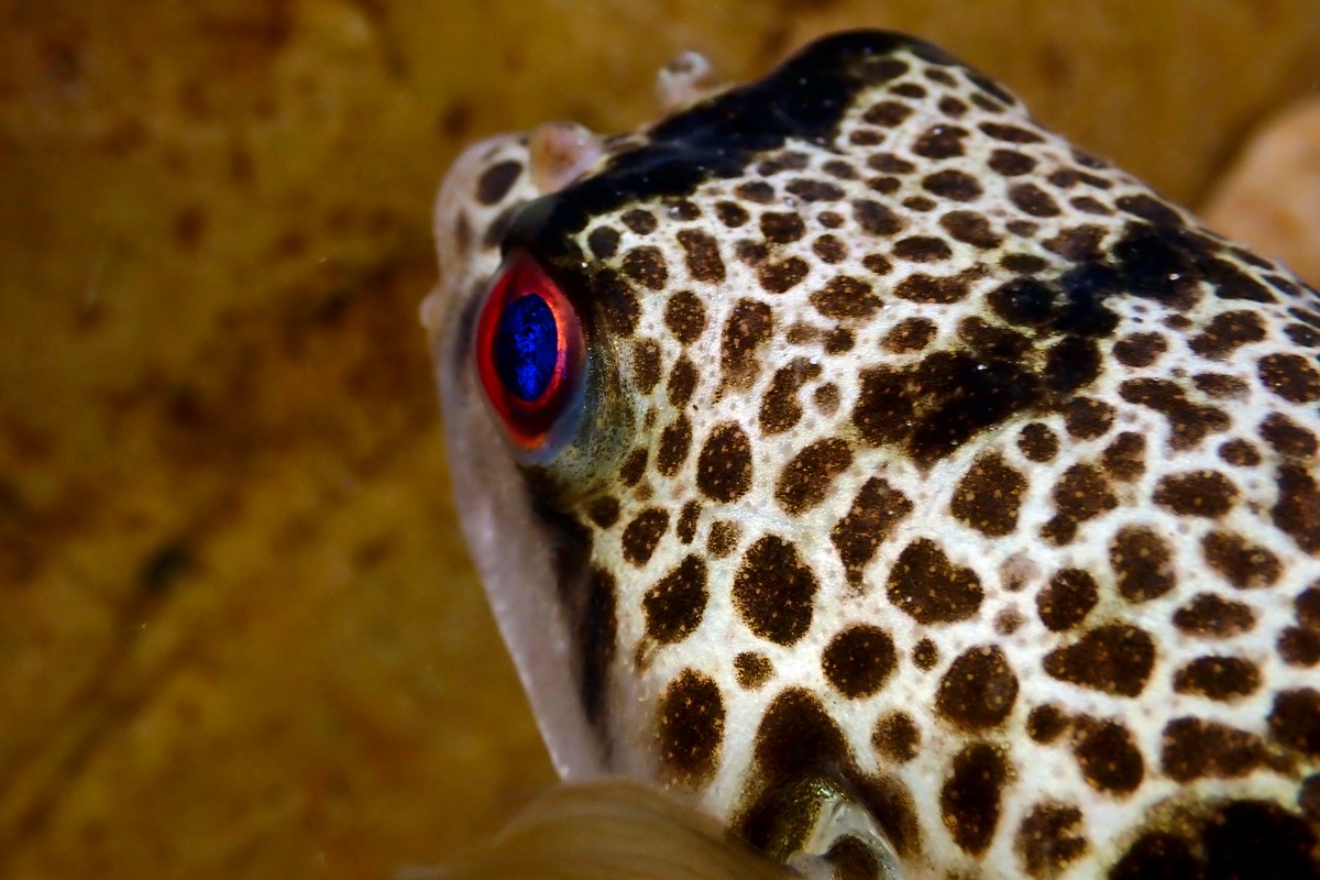 Tetractenos glaber - Smooth Toadfish