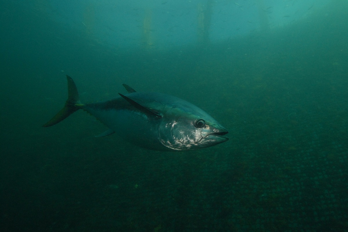 Thunnus maccoyii - Southern Bluefin Tuna (Family Scombridae)