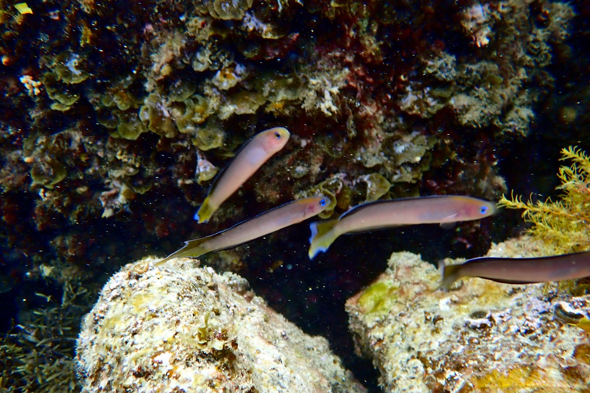 Trachinops noarlungae - Yellowhead Hulafish