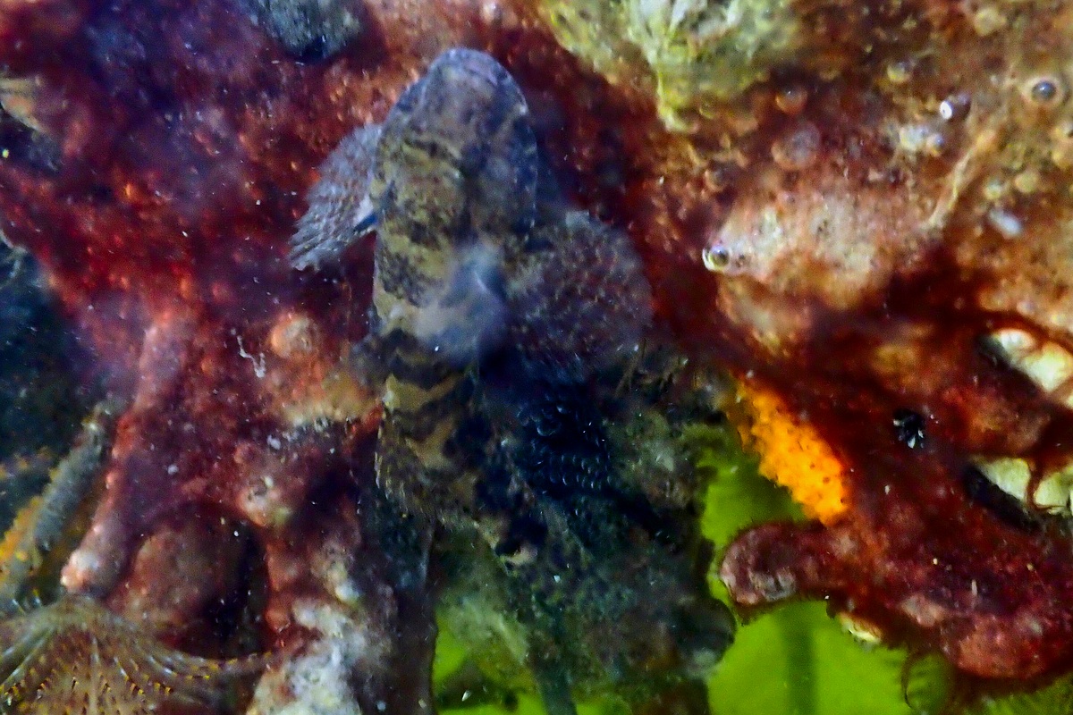 Tridentiger trigonocephalus - Trident Goby