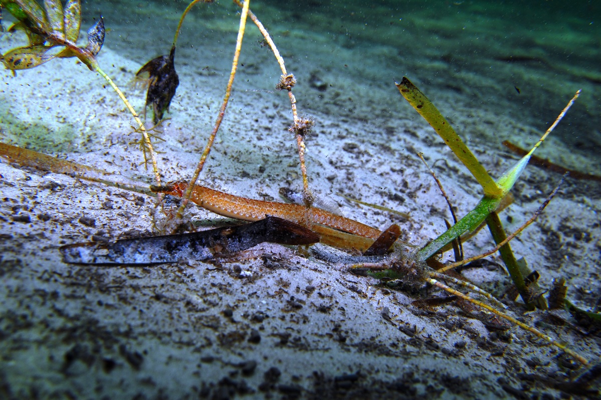 Vanacampus poecilolaemus - Longsnout Pipefish