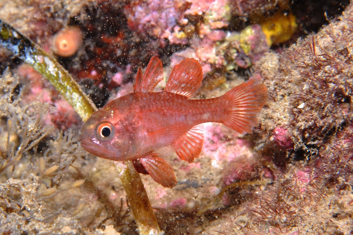 Vincentia badia - Scarlet Cardinalfish
