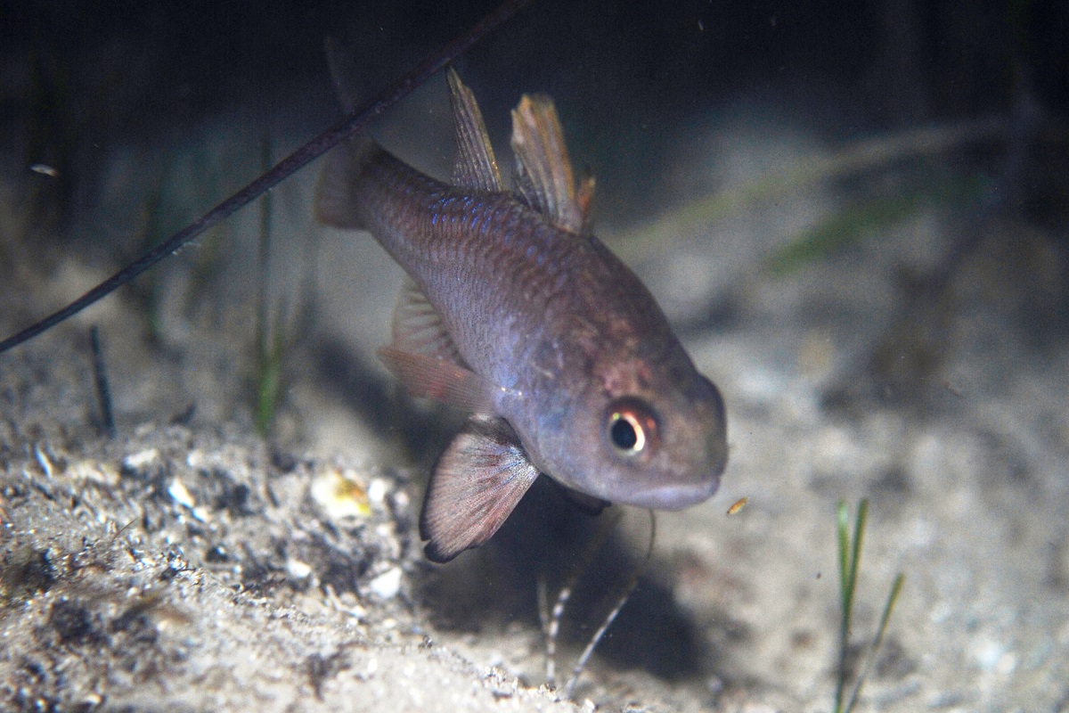 Vincentia conspersa - Southern Cardinalfish