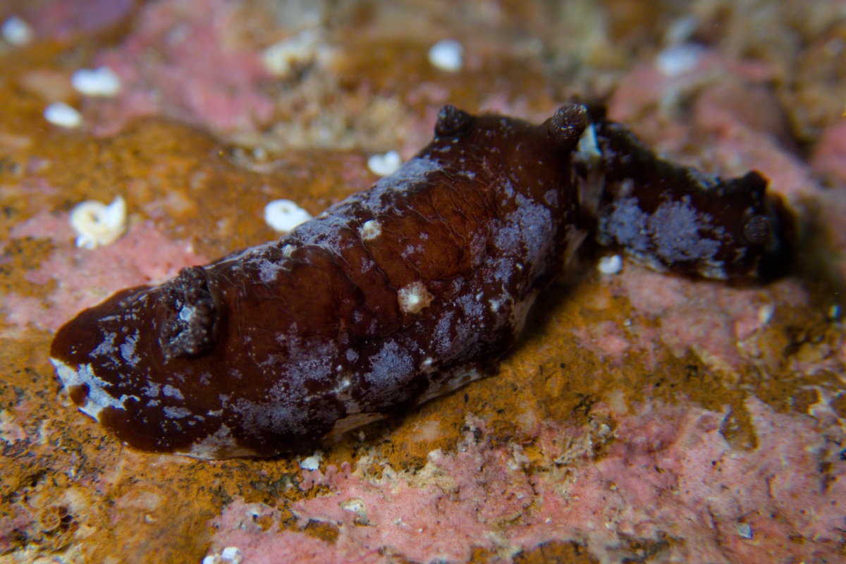 Aphelodoris berghi