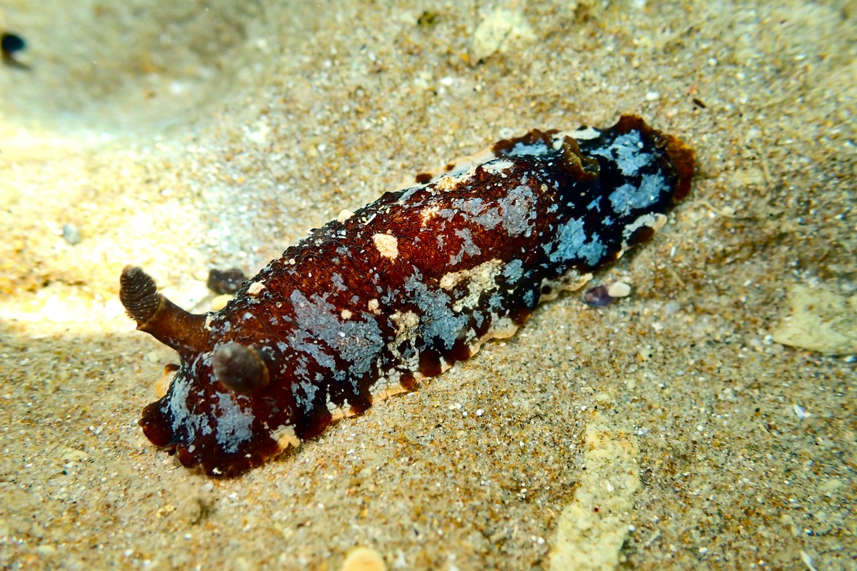 Aphelodoris berghi