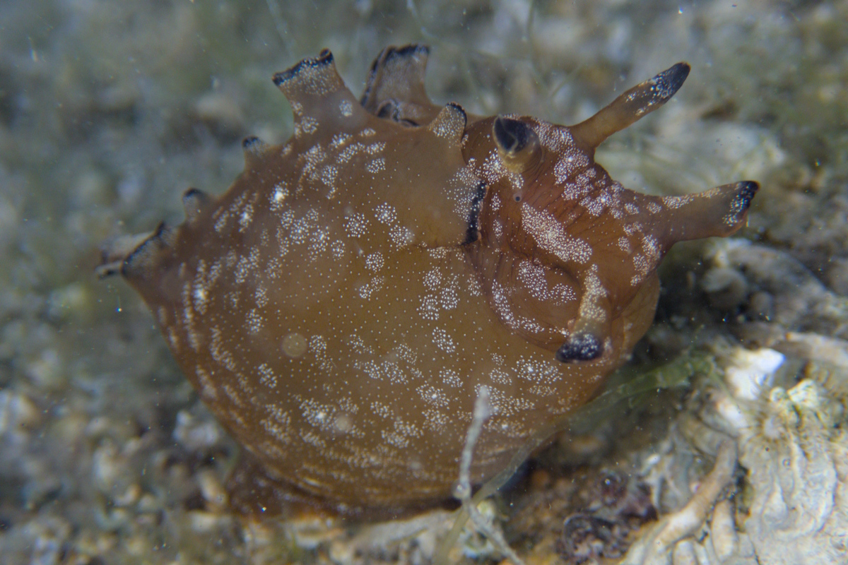 Aplysia parvula - Pygmy Seahare