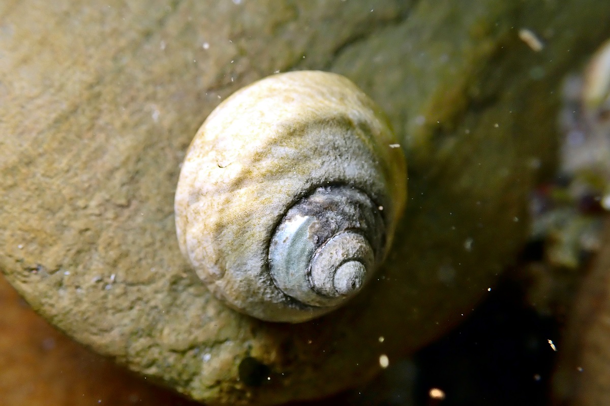 Austrocochlea constricta - Southern Periwinkle