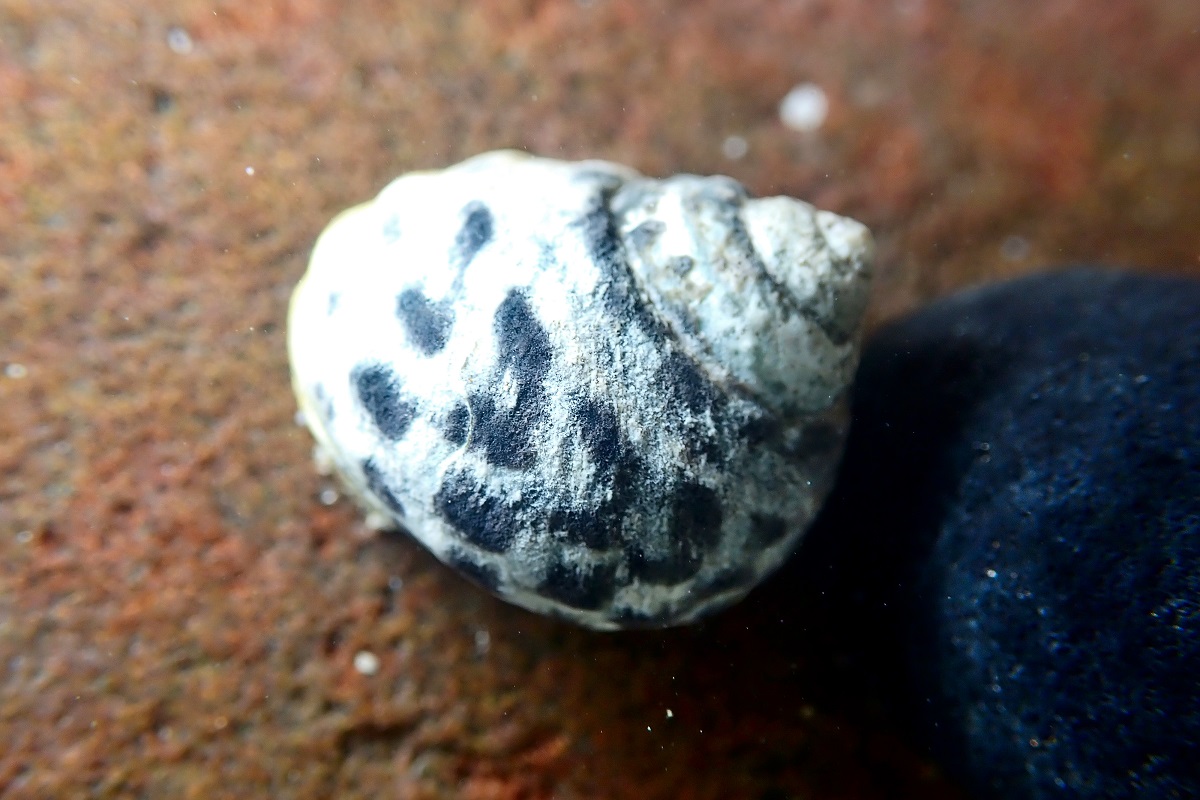 Austrocochlea porcata
