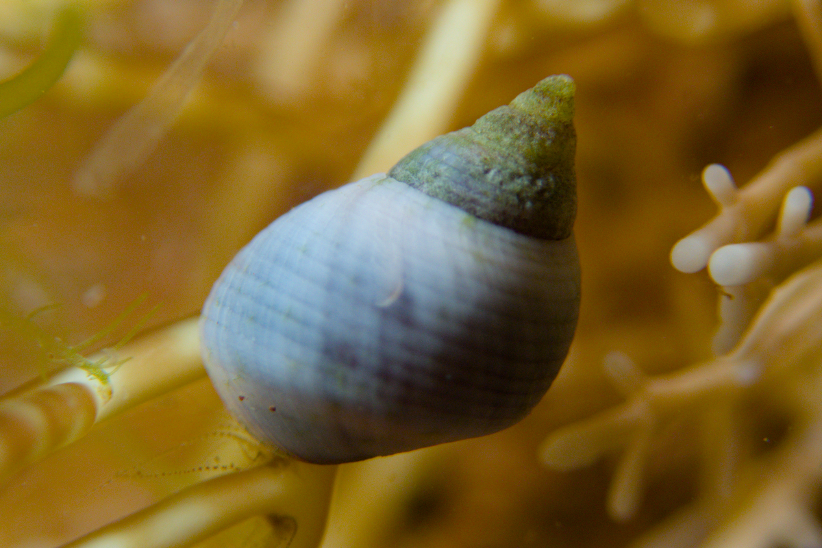 Austrolittorina unifasciata - Periwinkle