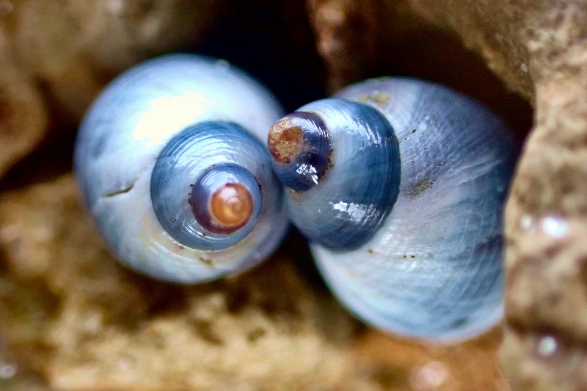 Caenogastropod Snails