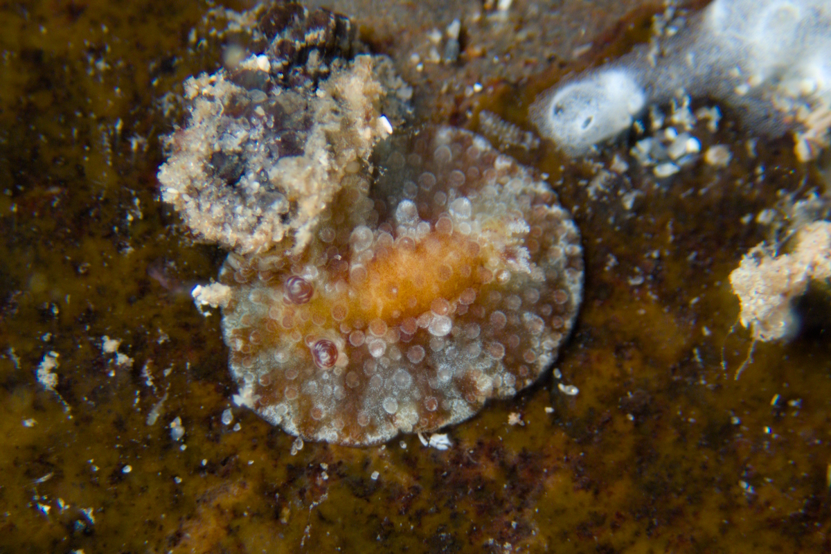 Carminodoris nodulosa