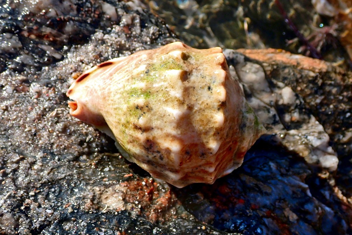 Cassis fimbriata - Fimbriate Helmet