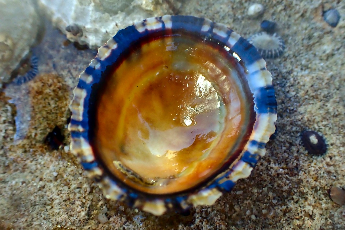 Cellana tramoserica - Common Limpet