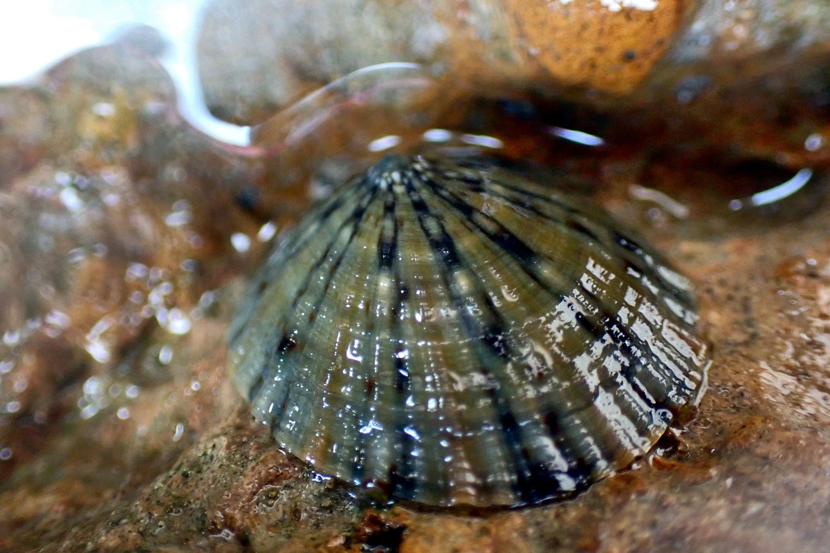 Cellana tramoserica - Common Limpet