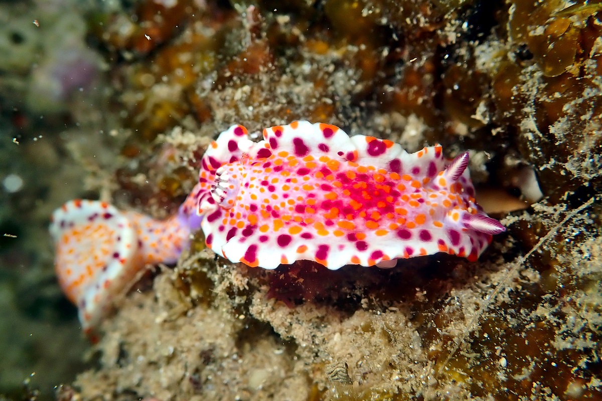 Ceratosoma amoenum - Clown Nudibranch