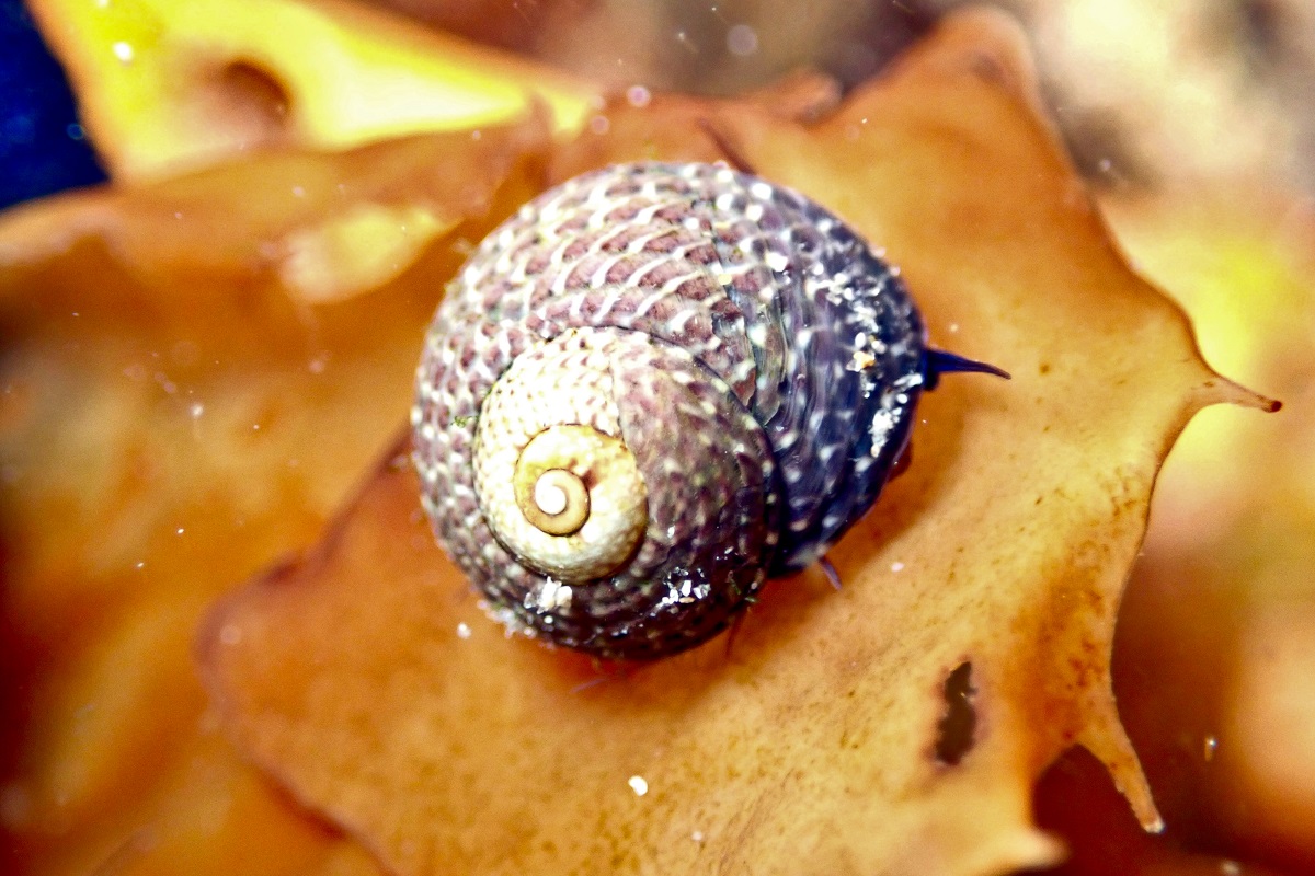 Chlorodiloma adelaidae - Adelaide Periwinkle