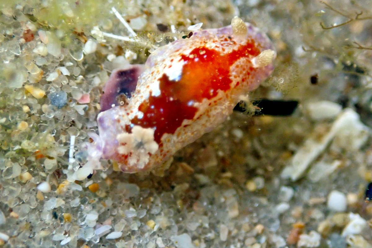 Chromodoris alternata