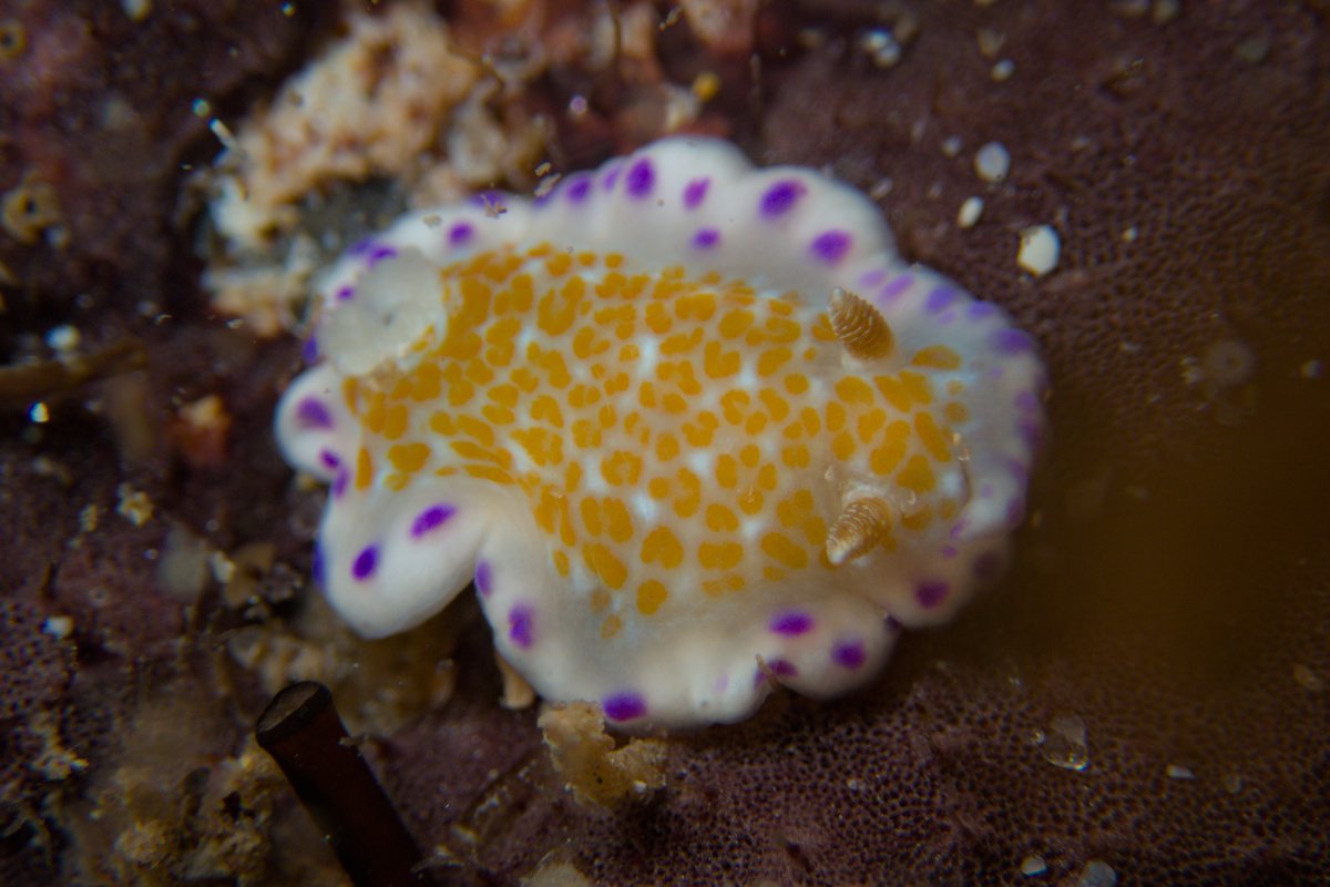 Chromodoris ambigua