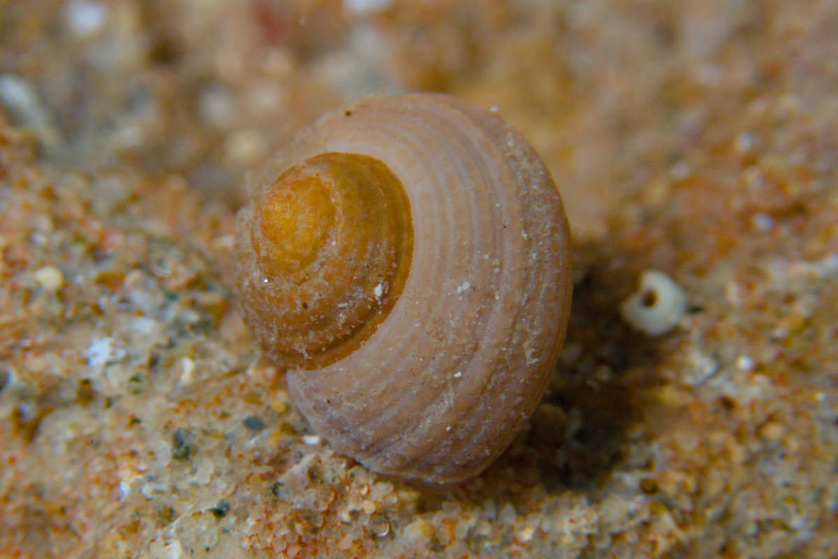 Clanculus albanyensis - Yellow Top Shell