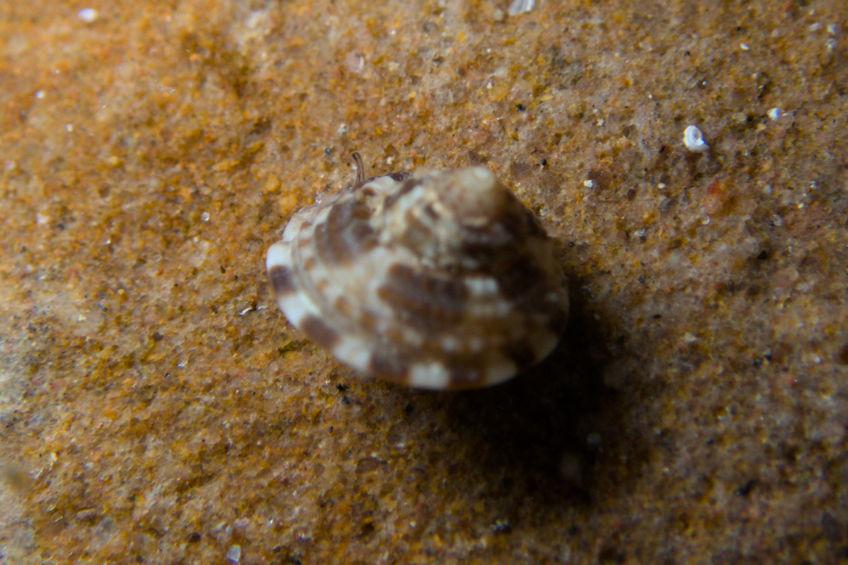 Clanculus limbatus - Keeled Clanculus