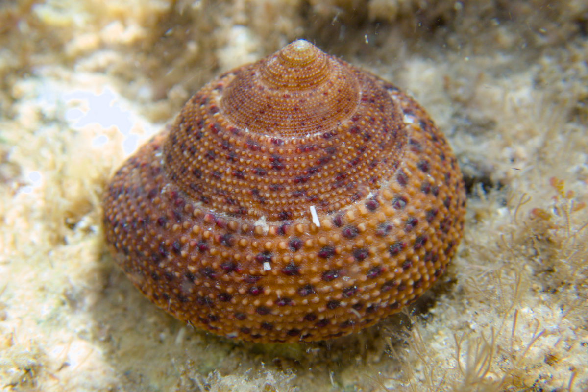 Clanculus undatus