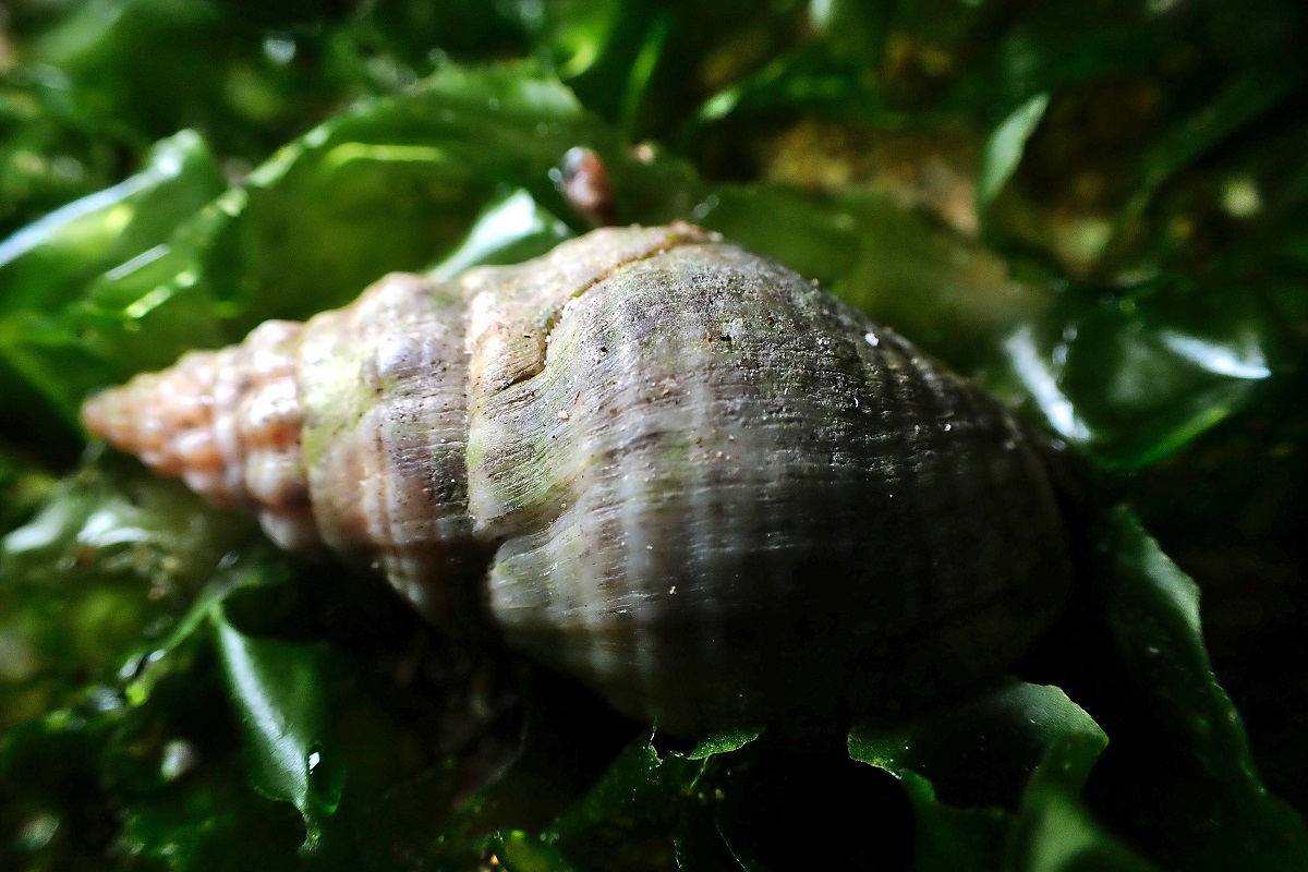 Cominella eburnea - Ribbed Buccinum Whelk