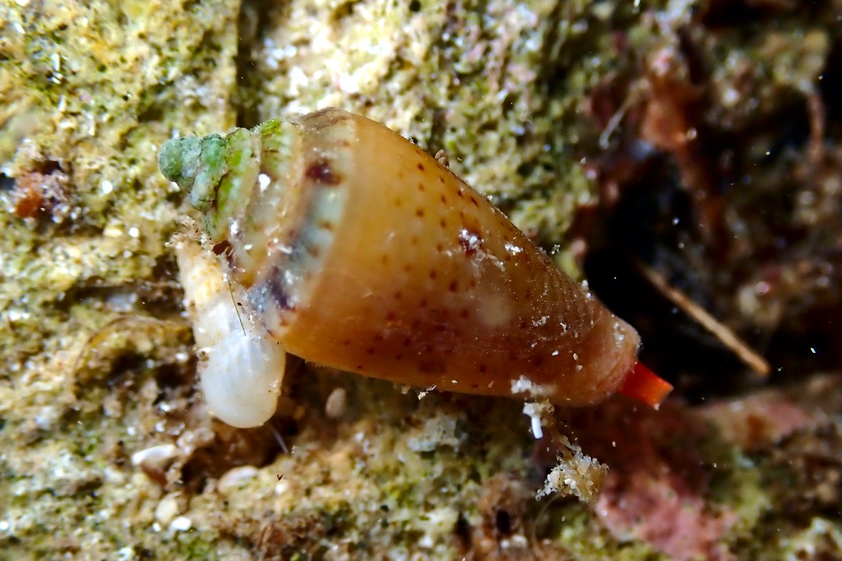 Conus anemone - Anemone Cone