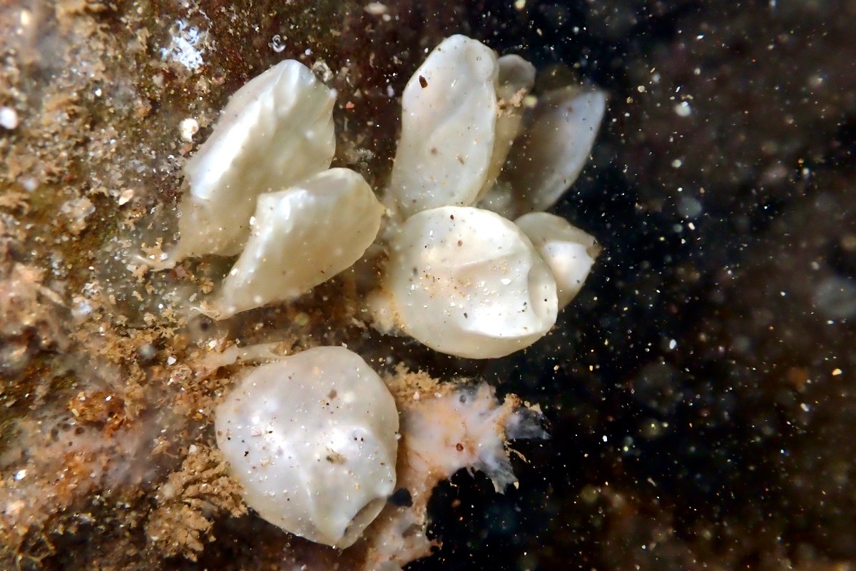 Conus anemone - Anemone Cone