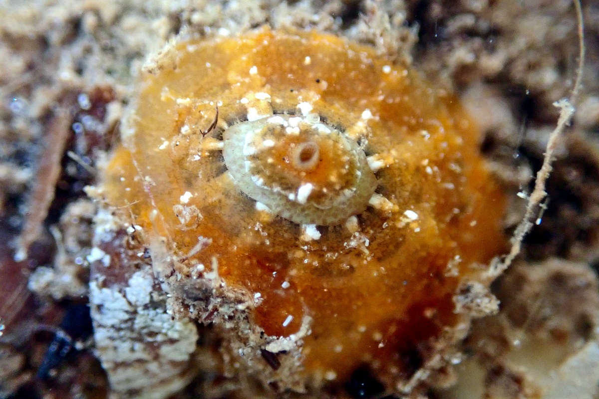 Cosmetalepas concatenatus - Pitted Keyhole Limpet