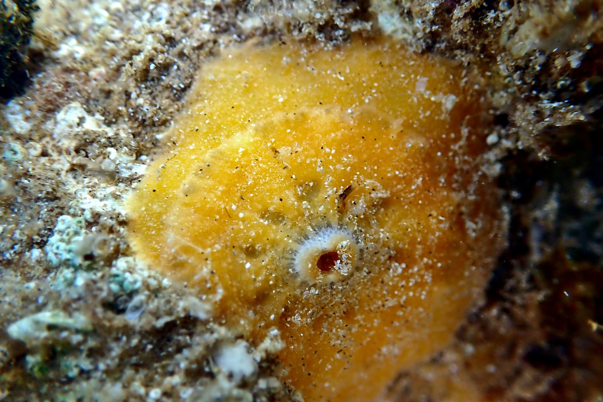 Cosmetalepas concatenatus - Pitted Keyhole Limpet