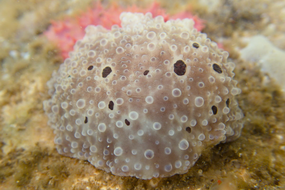 Dendrodoris albopurpura