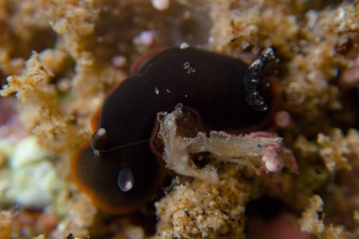 Dendrodoris arborescens