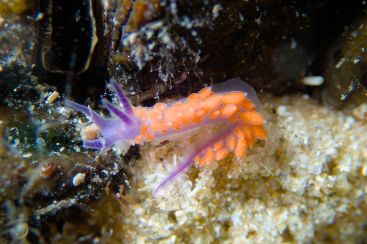 Flabellina RB2