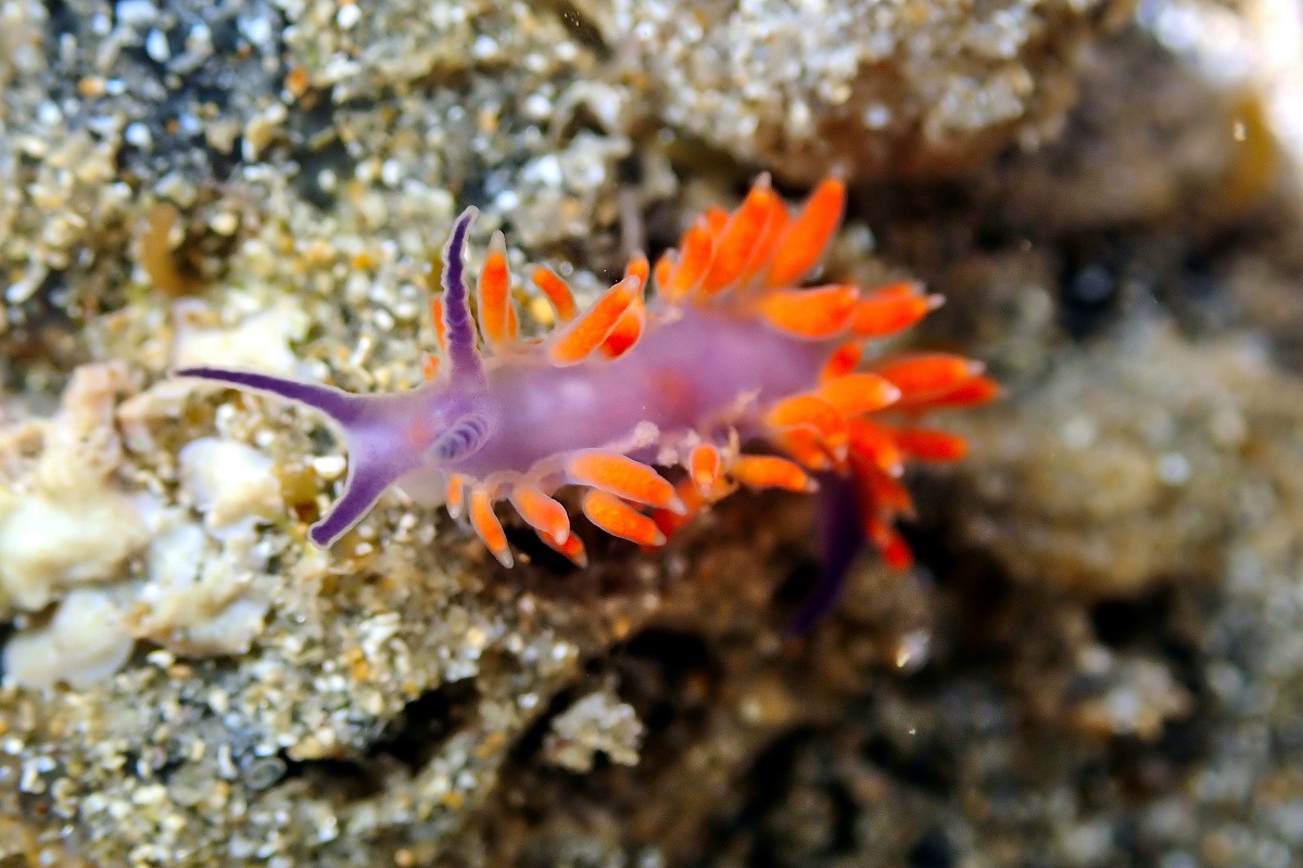 Flabellina RB2