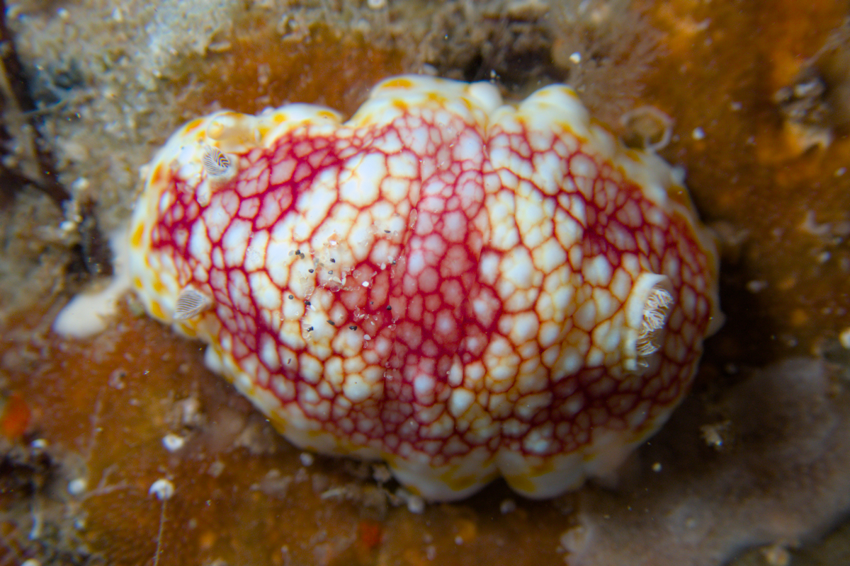 Goniobranchus cf. tinctorius