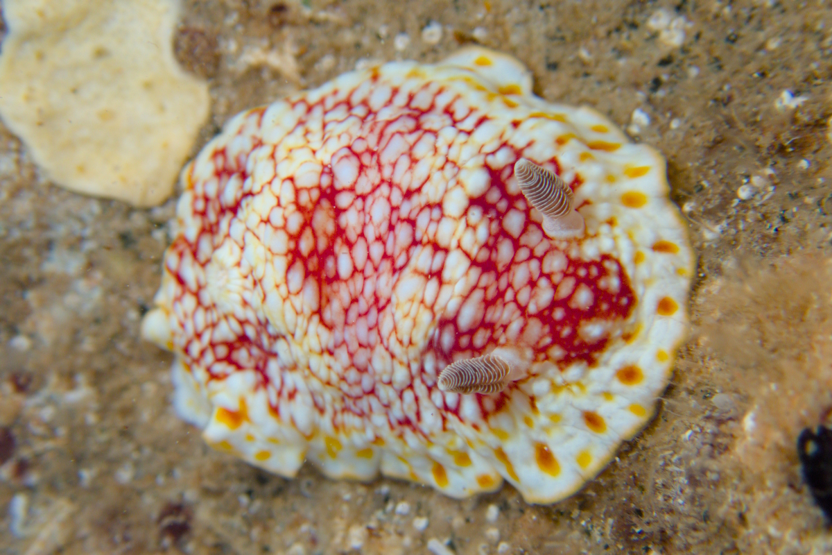 Goniobranchus cf. tinctorius