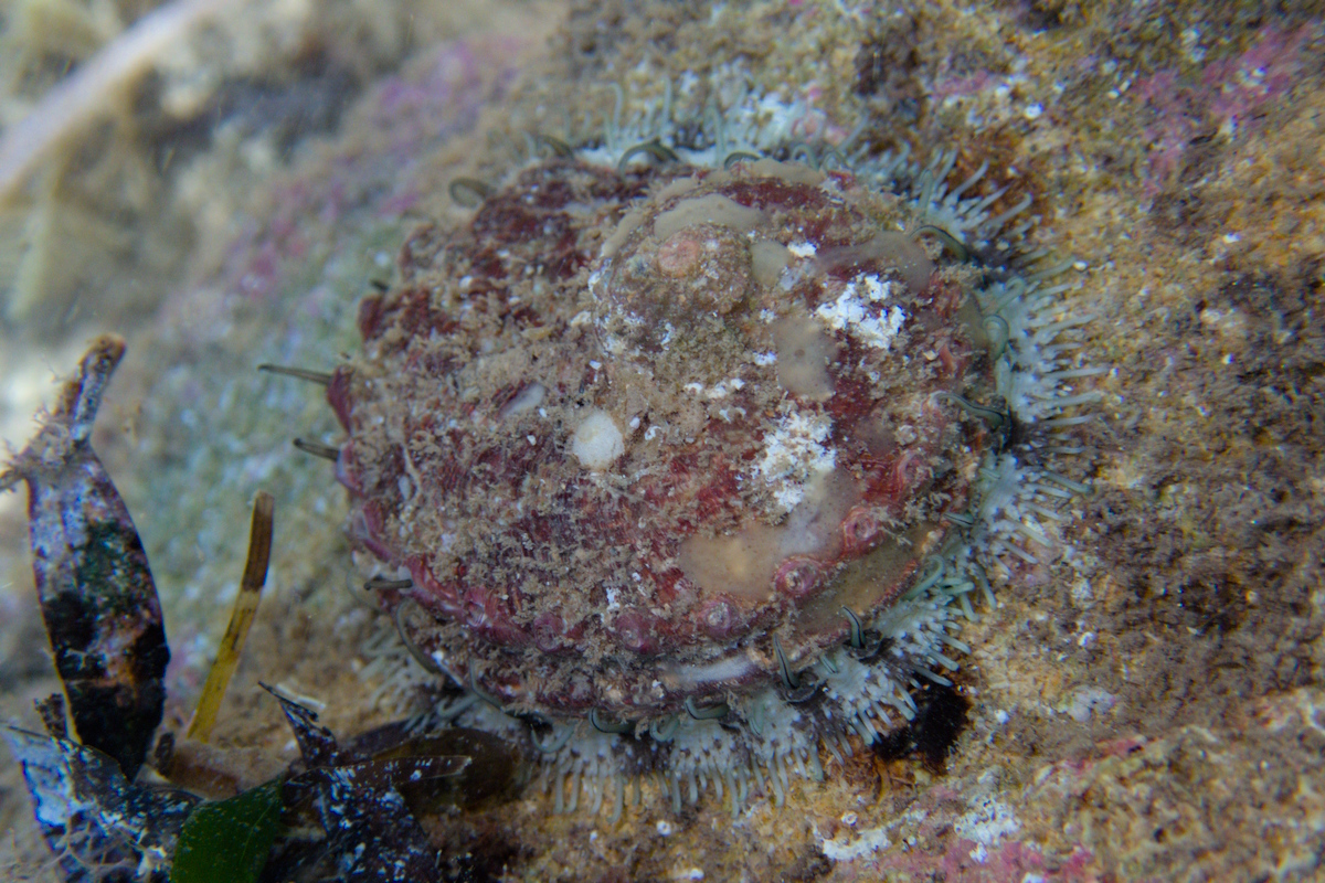 Haliotis scalaris (ssp. emmae) - Emma's Ear Shell