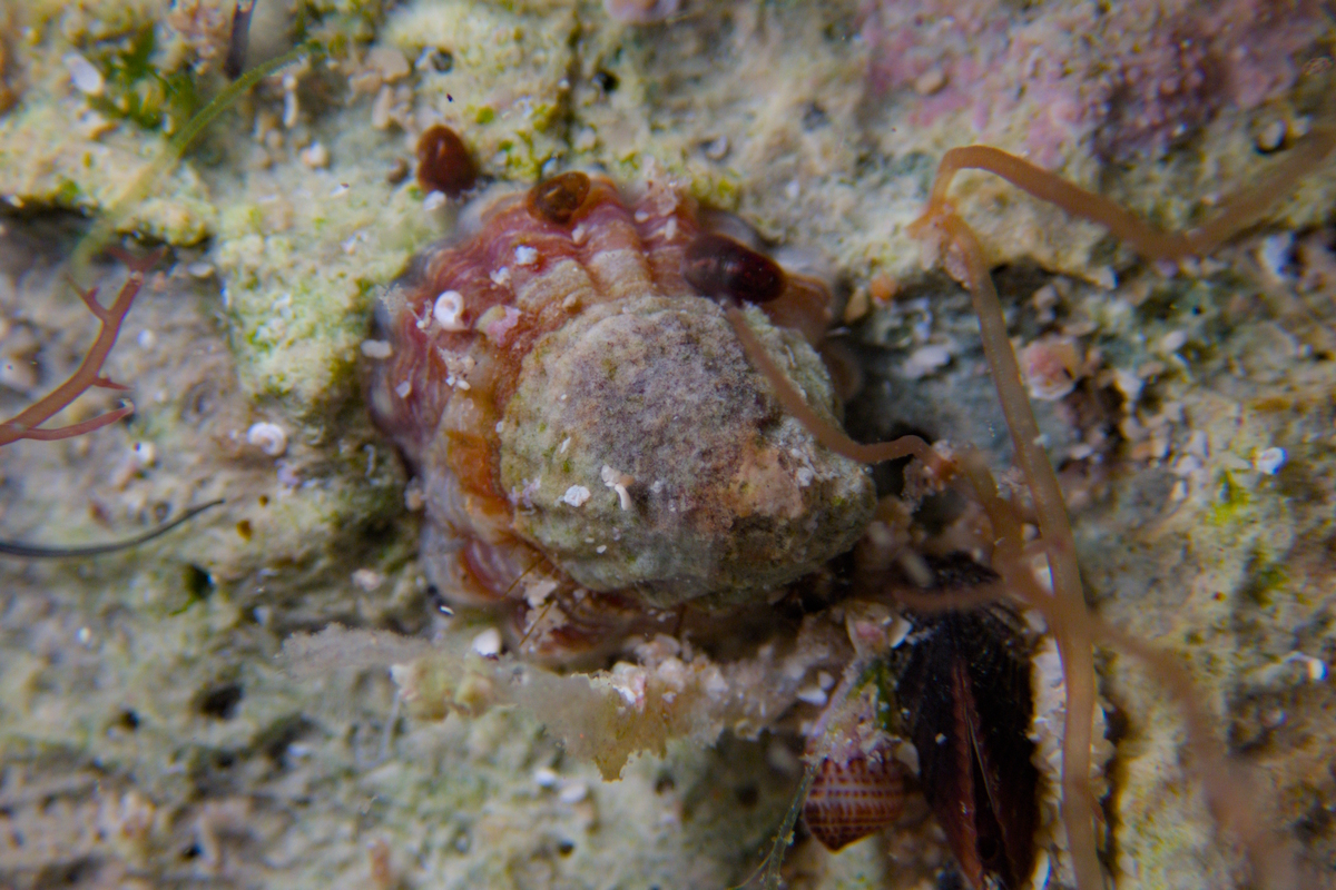 Hipponix australis - Horse Hoof Limpet